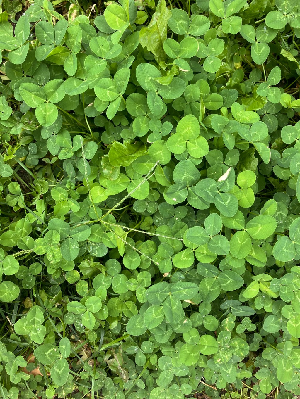 luck as big as the palm of my&nbsp;hand